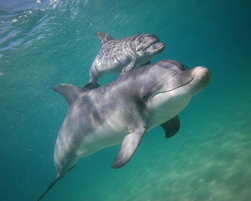 RGT-Dolphin