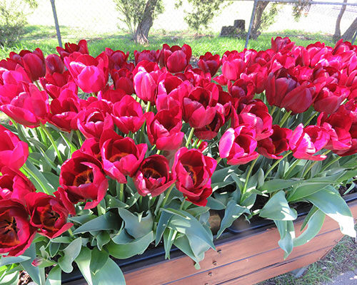 RGT-Flowers2