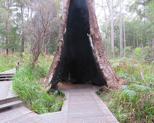 RGT-Tree