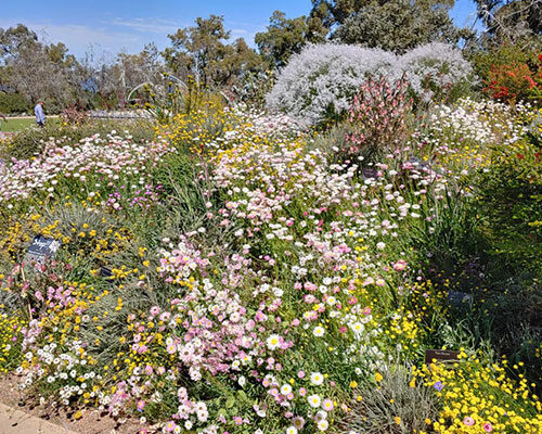 RGT-Wildflowers