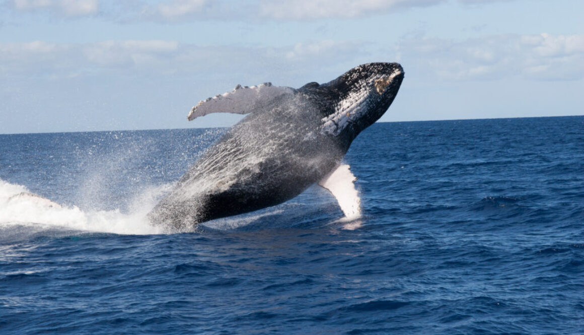 Courtesy K. Grosskruetz – HIHWNMS/ NOAA Permit # 15240