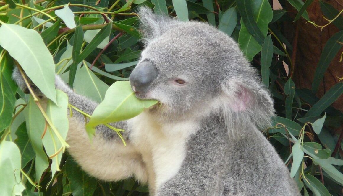 koala